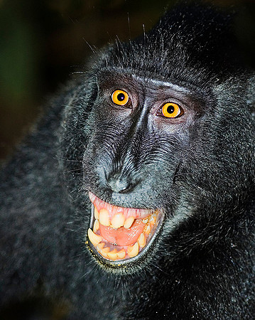Black Macaque Monkey 1564