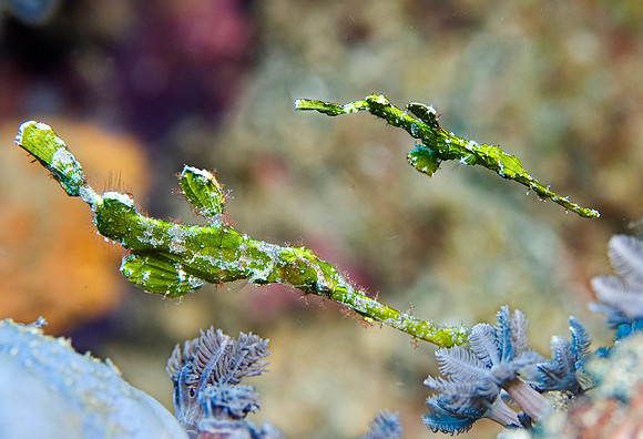 Halimeda Ghost Pipefish 1059