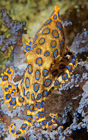 Blue Ringed Octopus 009-0051