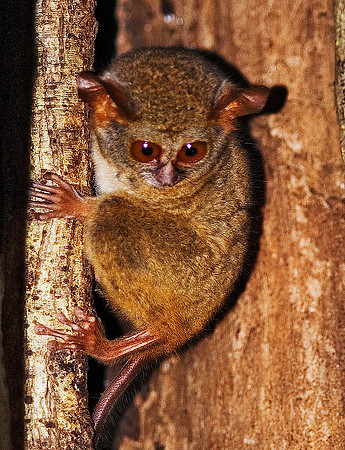 Tarsius 1576