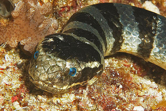 Sea Krait 1399