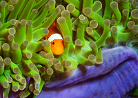 Anemonefish 1292