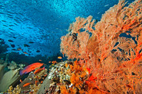 Reef 2074