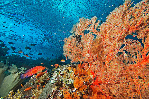 Reef 2074