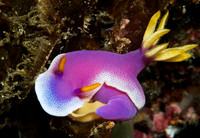 Nudibranch 1729