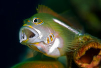 Hawkfish 1128