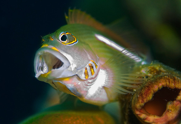 Hawkfish 1128