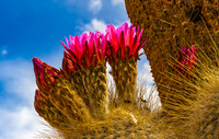 Cactus 8259