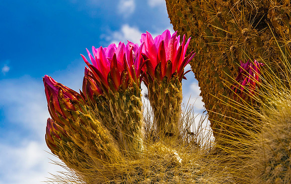 Cactus 8259