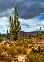 Humahuaca 8221