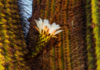Cactus 8201