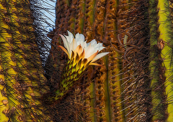 Cactus 8201