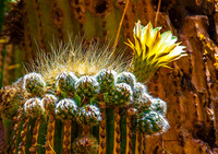 Cactus 8145