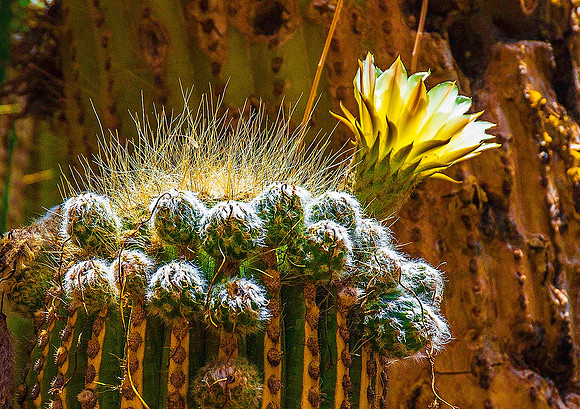 Cactus 8145