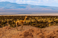 Altiplano 8323