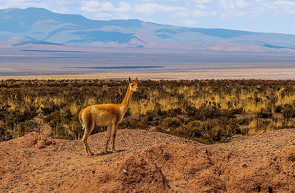 Altiplano 8323
