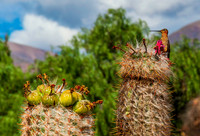 Cactus 8213