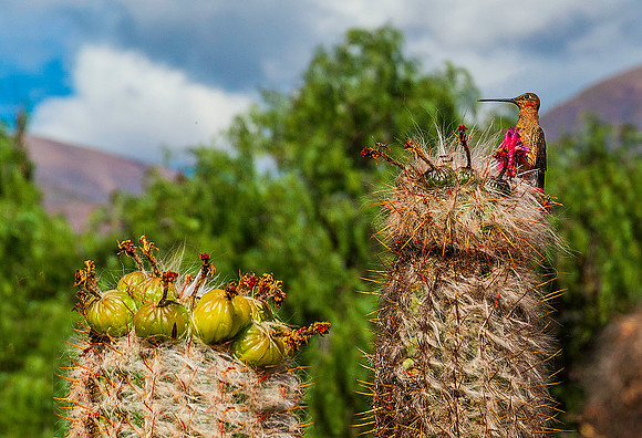 Cactus 8213