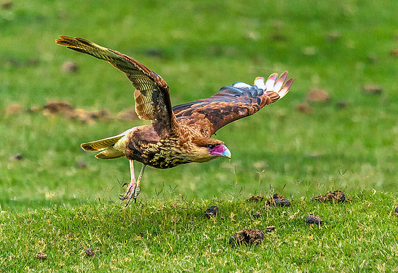CaraCara, Yala Reserve 8015