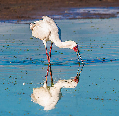 African Spoonbill 1710