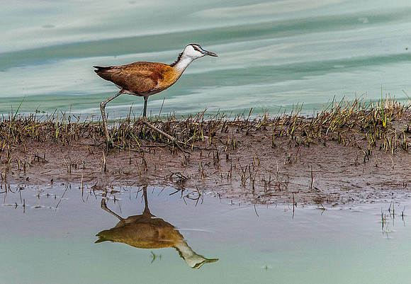 African Jacana 2006