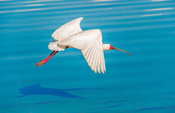 African Spoonbill 1715