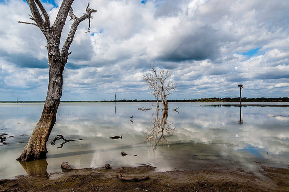 Rufiji River 1624