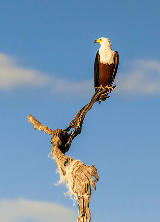 Fish Eagle 1908