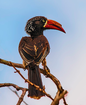 Crowned Hornbill 1644