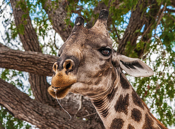 Maasai Giraffe 2076