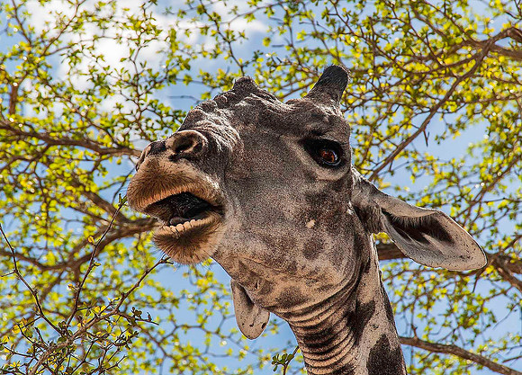 Maasai Giraffe 1833
