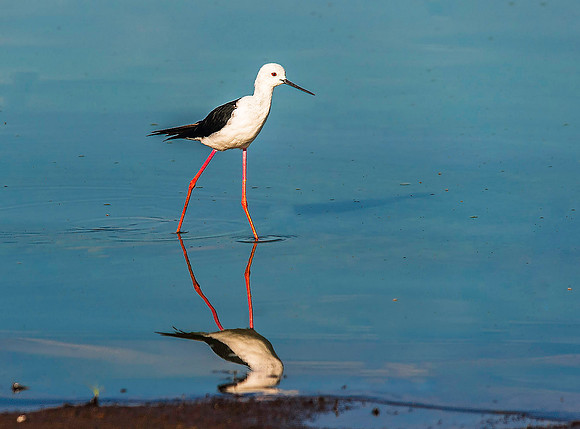 Black-winged Stilt 1695