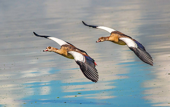 Egyptian Geese 1745