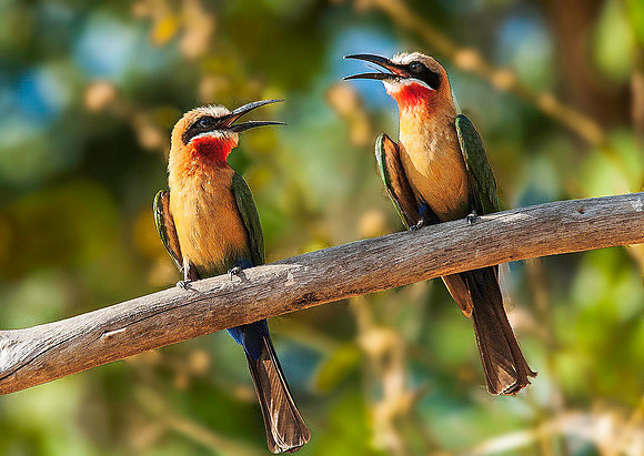 Little Bee-eaters 1893