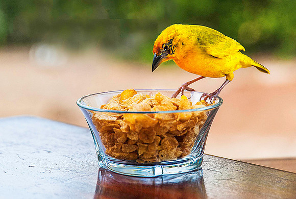 African Golden Weaver 2128