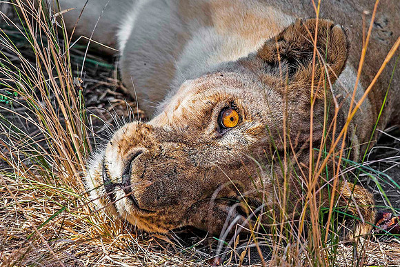 Lioness 1797