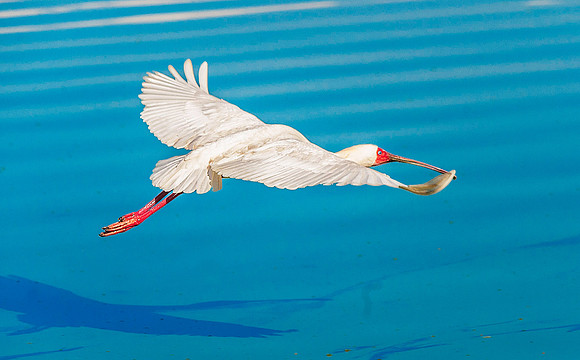 African Spoonbill 1717