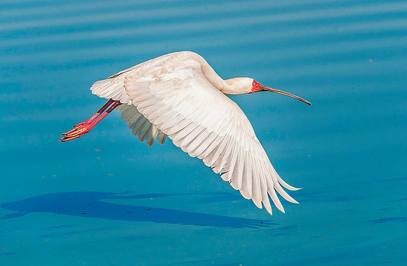 African Spoonbill 1716