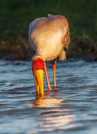 Yellow-billed Stork 1949
