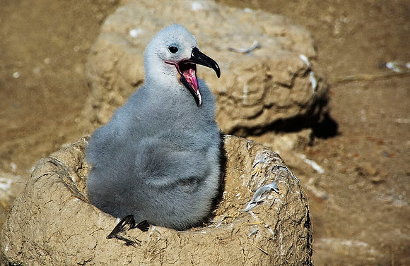 Black-browed Albatross 1327