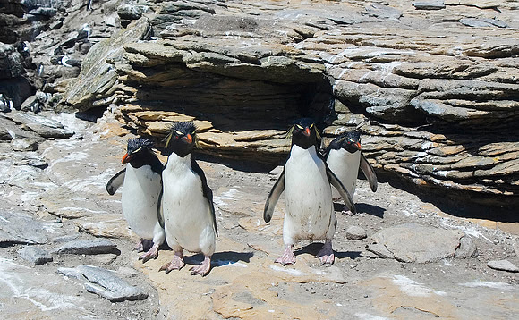 Rockhopper Penguins 0483