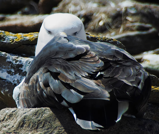 Black-browed Albatross 0465