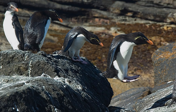 Rockhopper Penguins 0270