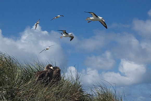 Black-browed Albatross with two hungry Caracara 1410