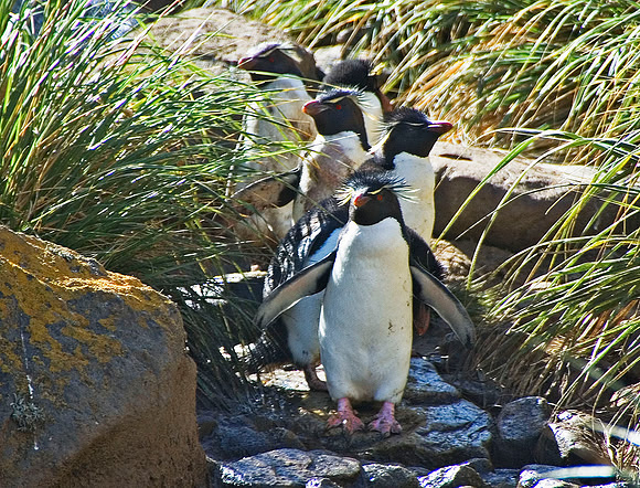 Rockhopper Penguins 0321