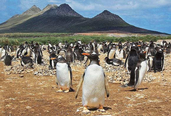 Gentoo Penguins 1608