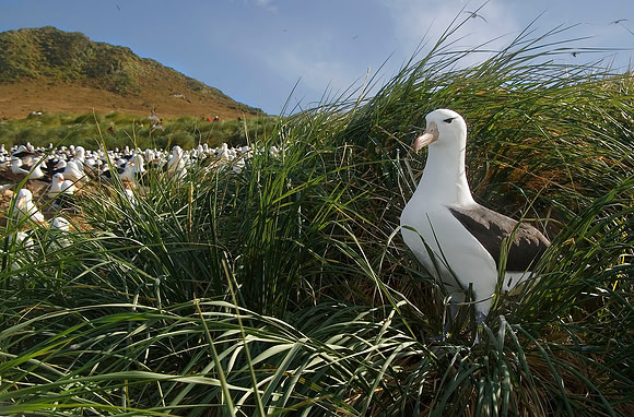 Black-browed Albatross nesting, Steeple Jason Island 1172