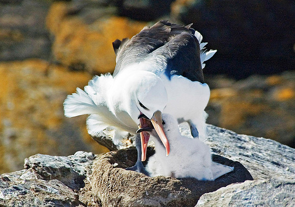 Black-browed Albatross 0843