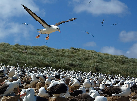 Black-browed Albatross nesting, Steeple Jason Island 1429