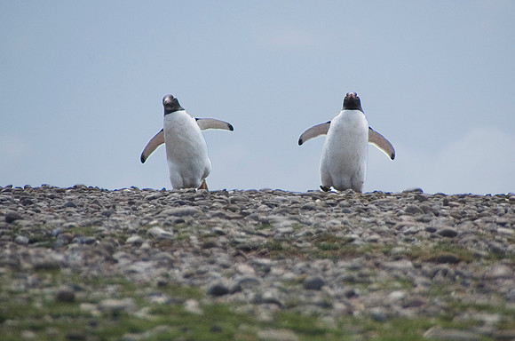 Gentoo Penguins 1602